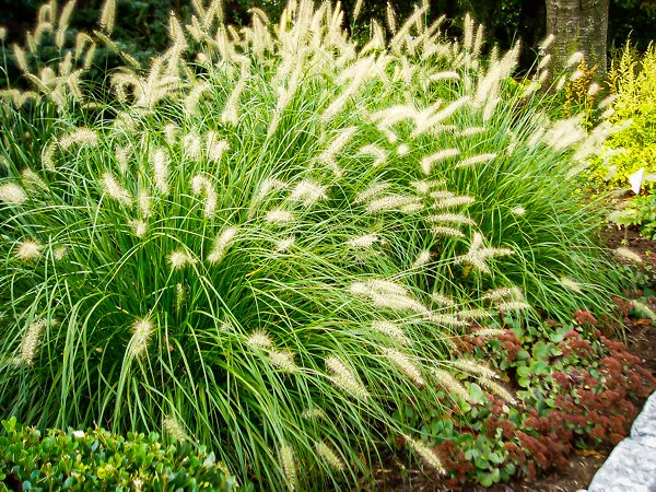 Dwarf Hameln Fountain Grass 1 Dwarf Hameln Fountain Grass