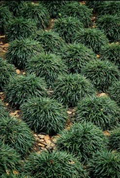 Mondo Grass -The Tree Center Store dwarf mondo grass 2 jpg webp