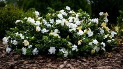 The Tree Center Store 26 The Tree Center Store -The Tree Center Store dwarf radicans gardenia 1 600x337 1