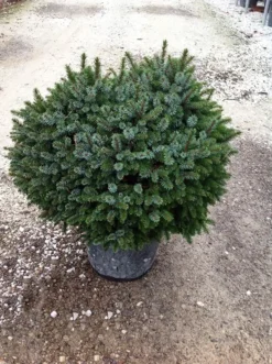 Dwarf Serbian Spruce