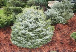 Dwarf Serbian Spruce -The Tree Center Store dwarf serbian spruce 3 not std 600x413 1