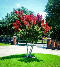 Dynamite Crape Myrtle 7 Dynamite Crape Myrtle -The Tree Center Store dynamite crape myrtle 1 jpg webp