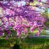 Eastern Redbud Tree