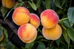 Elberta Peach Tree -The Tree Center Store elberta peach 1 600x400 1