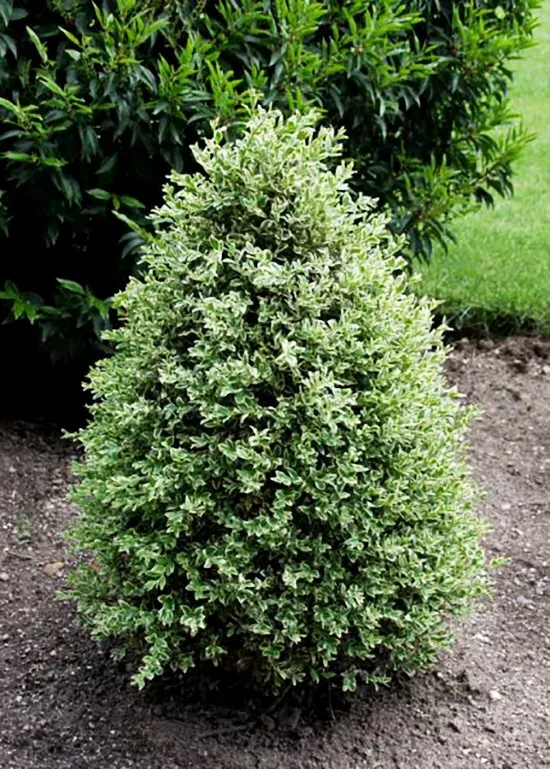 Emerald Moon Boxwood 1 Emerald Moon Boxwood