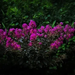 Enduring Summer Lavender Crape Myrtle