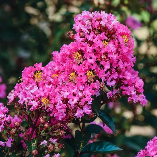 Enduring Summer Pink Crape Myrtle 1 Enduring Summer Pink Crape Myrtle