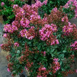 The Tree Center Store 37 The Tree Center Store -The Tree Center Store enduring summer pink crape myrtle 2 jpg webp