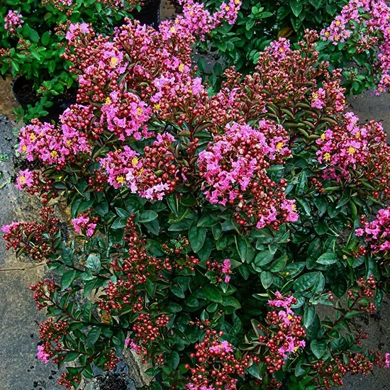 Enduring Summer Pink Crape Myrtle 2 Enduring Summer Pink Crape Myrtle - Image 2