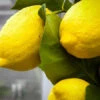 Eureka Lemon Tree