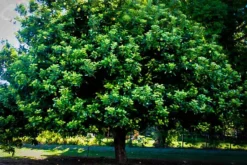 Eureka Lemon Tree -The Tree Center Store eureka lemon 3 jpg webp