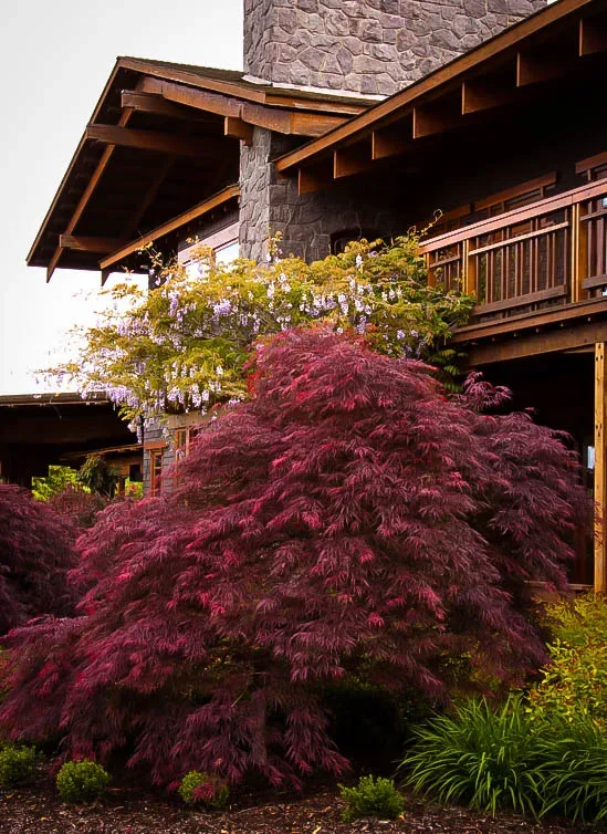 Ever Red Japanese Maple 2 Ever Red Japanese Maple - Image 2