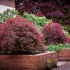 Ever Red Japanese Maple