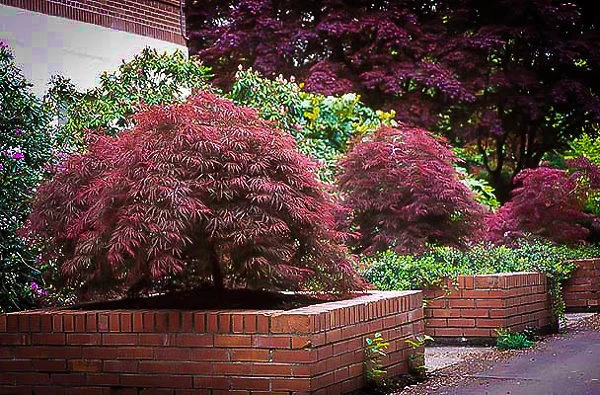 Ever Red Japanese Maple 1 Ever Red Japanese Maple