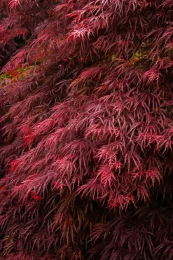 Ever Red Japanese Maple 5 Ever Red Japanese Maple -The Tree Center Store ever red japanese maple 3 jpg webp