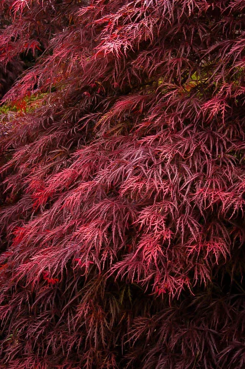 Ever Red Japanese Maple 3 Ever Red Japanese Maple - Image 3