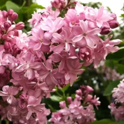 Edward J. Gardner Lilac -The Tree Center Store eward j gardner lilac 2 jpg webp