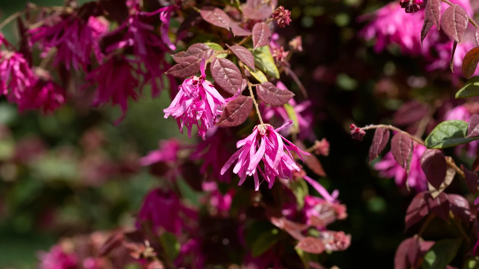The Tree Center Store -The Tree Center Store fast growing shrubs