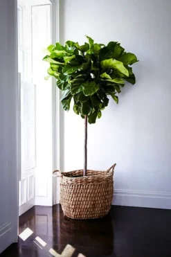 Fiddle Leaf Fig Tree -The Tree Center Store fiddle leaf fig 5 jpg webp