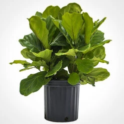 The Tree Center Store 53 The Tree Center Store -The Tree Center Store fiddle leaf fig bush 1 600x601 1