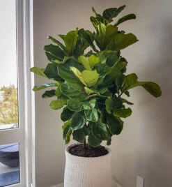 Fiddle Leaf Fig Bush