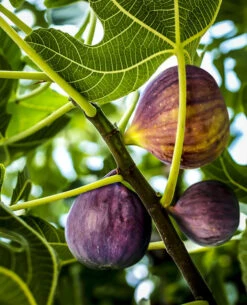 Black Mission Fig -The Tree Center Store fig tree black mission 2 600x741 1
