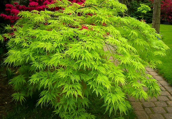 Filigree Japanese Maple 2 Filigree Japanese Maple - Image 2