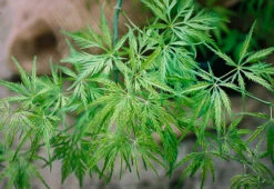 Filigree Japanese Maple