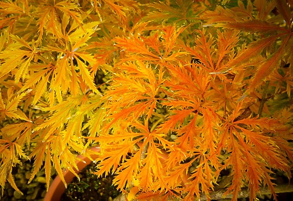 Filigree Japanese Maple 3 Filigree Japanese Maple - Image 3