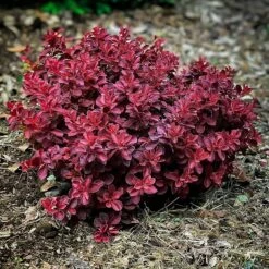 Fireball Japanese Barberry -The Tree Center Store fireball barberry 2 600x600 1