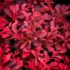 Fireball Japanese Barberry