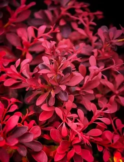 Fireball Japanese Barberry