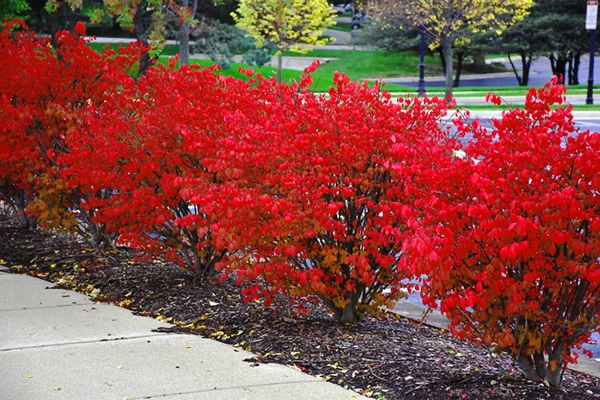 Fire Ball Burning Bush 3 Fire Ball Burning Bush - Image 3