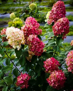 Firelight® Hydrangea