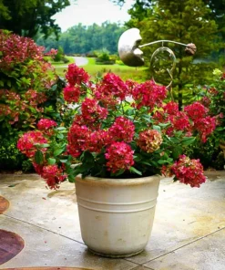 Firelight® Hydrangea -The Tree Center Store firelight hydrangea 3 jpg webp