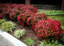 Firepower Nandina