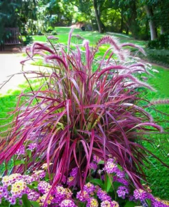 Fireworks® Fountain Grass -The Tree Center Store fireworks fountain grass 1 jpg webp