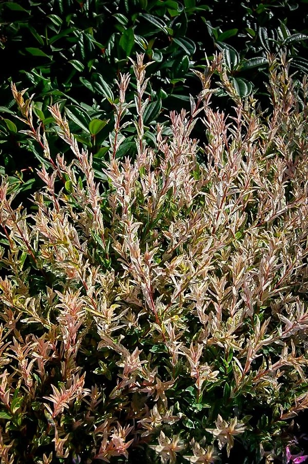 Flamingo Willow 1 Flamingo Willow