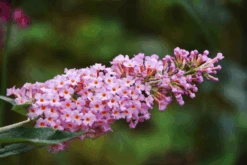Flutterby Grande® Peach Cobbler Butterfly Bush -The Tree Center Store flutterby grande peace cobbler butterfly bush 1 1 600x400 1