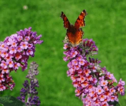 Flutterby Grande® Peach Cobbler Butterfly Bush