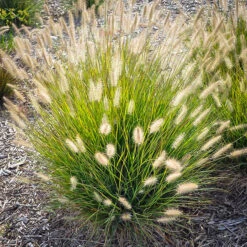 Fountain Grass -The Tree Center Store fountain grass 1 600x600 1