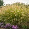 Fountain Grass