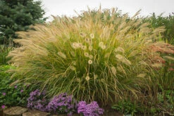 Fountain Grass