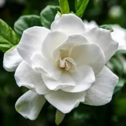 Frost Proof Gardenia -The Tree Center Store frost proof gardenia 1 e1654541531504 jpg webp