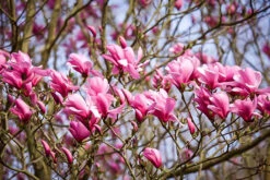 Galaxy Magnolia Tree -The Tree Center Store galaxy magnolia 2 600x400 1