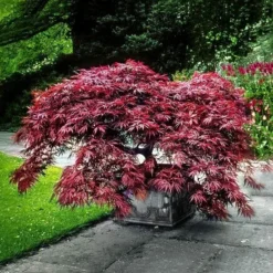 Garnet Japanese Maple