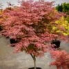 Geisha Gone Wild Japanese Maple