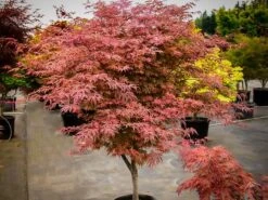 Geisha Gone Wild Japanese Maple