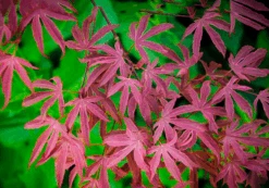 Geisha Gone Wild Japanese Maple -The Tree Center Store geisha gone wild jap map 2 600x420 1