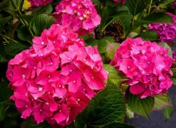 Glowing Embers Hydrangea 5 Glowing Embers Hydrangea -The Tree Center Store glowing embers hydrangea 2 600x437 1